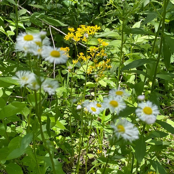 Meet your Posher, Sheila - Picture 1 of 1